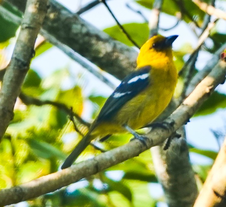 White-winged Tanager - ML642880526