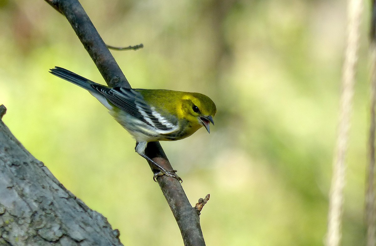 Black-throated Green Warbler - ML642880544