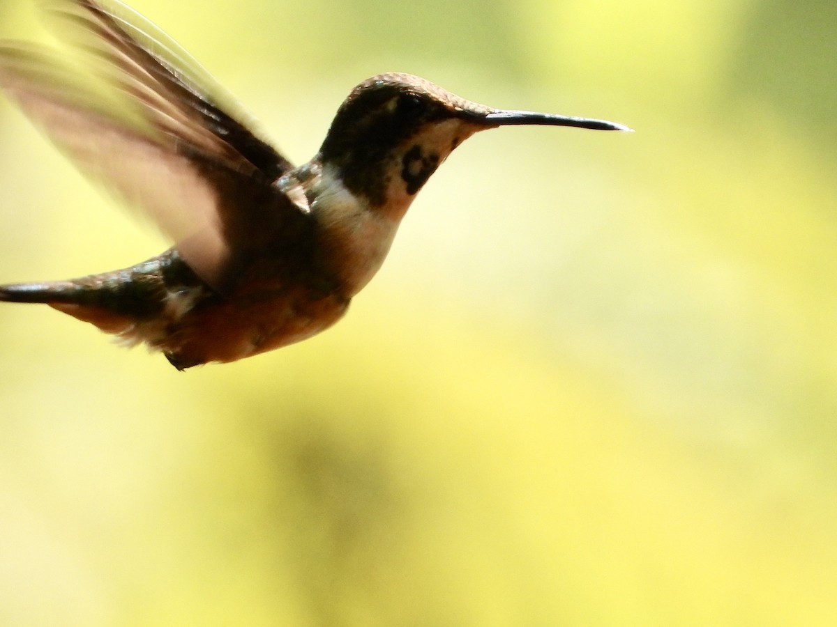 Magenta-throated Woodstar - ML642880552