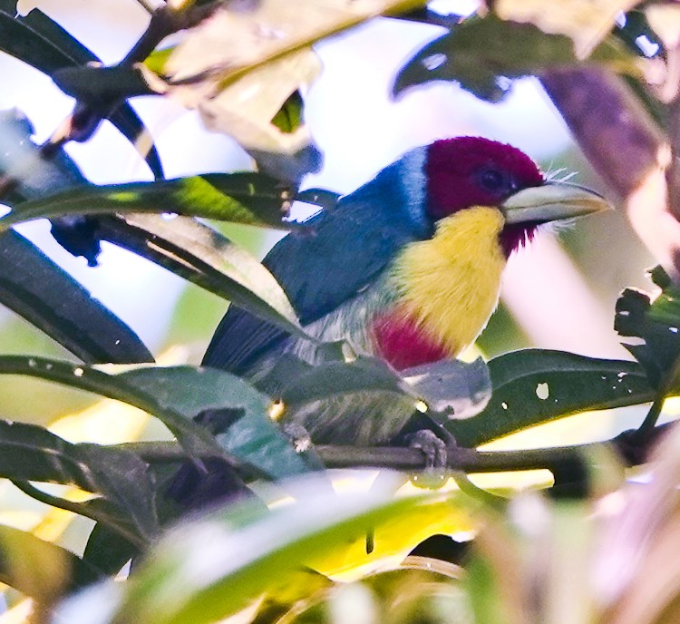 Versicolored Barbet (Blue-cowled) - ML642880557