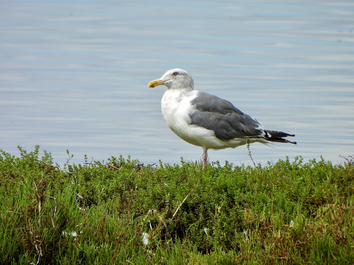 Western Gull - ML642880559