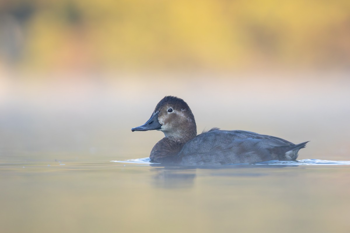 Common Pochard - ML642880563