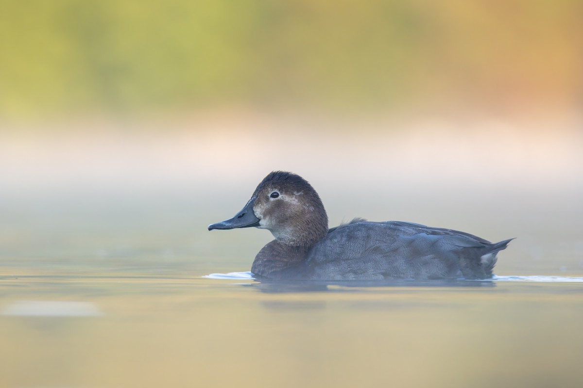 Common Pochard - ML642880564