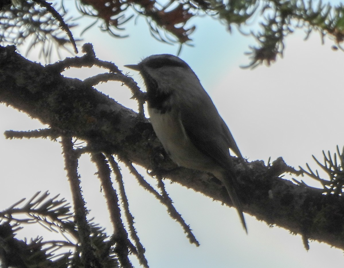 Mountain Chickadee - ML642880566