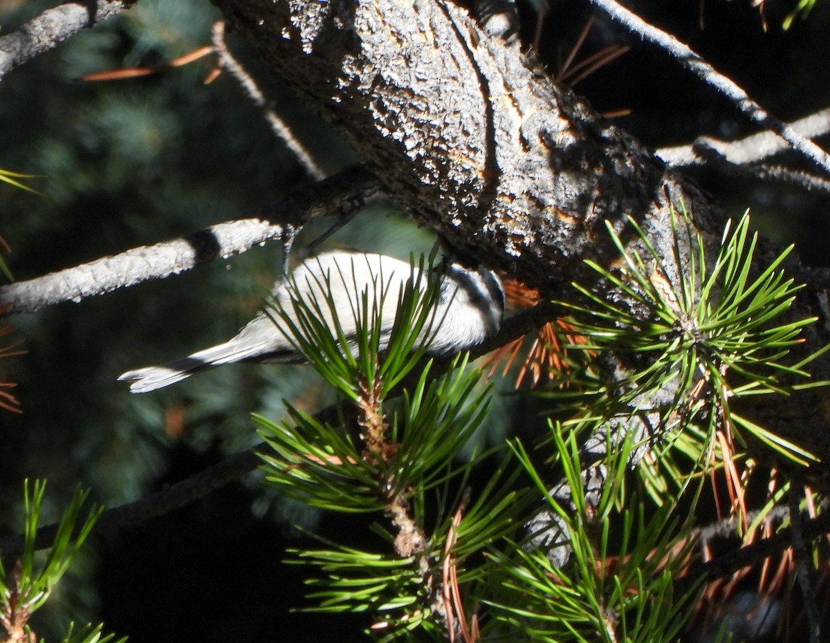 Mountain Chickadee - ML642880567
