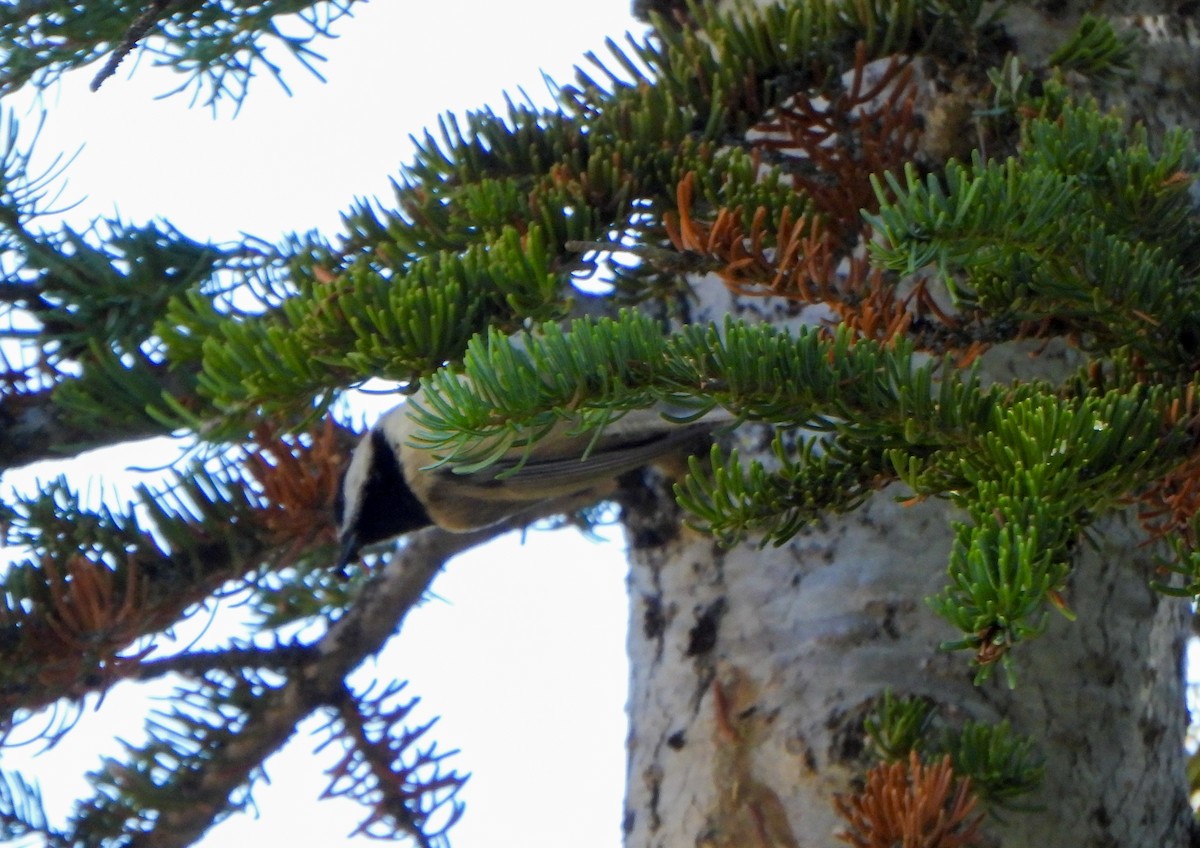 Mountain Chickadee - ML642880568