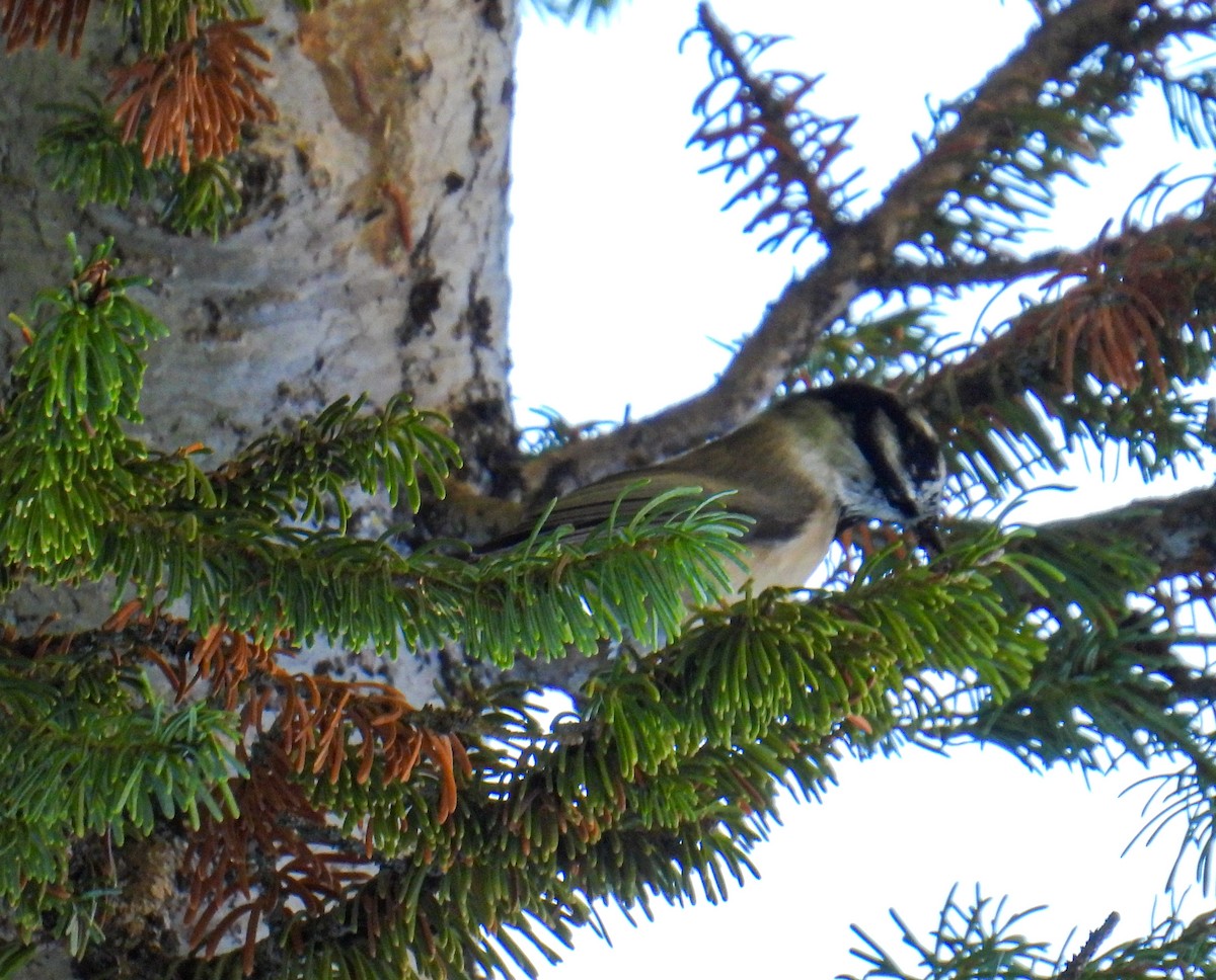 Mountain Chickadee - ML642880569