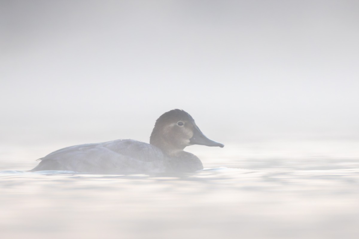 Common Pochard - ML642880570
