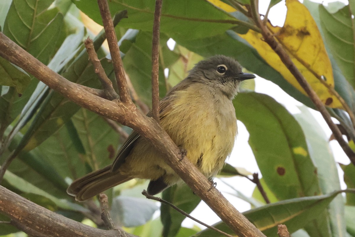 Plain Greenbul - ML642880575
