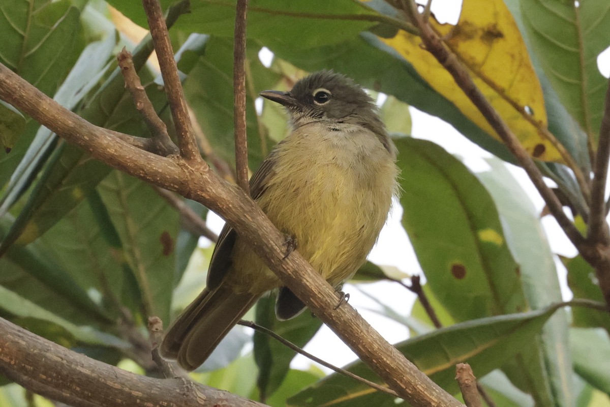 Plain Greenbul - ML642880576