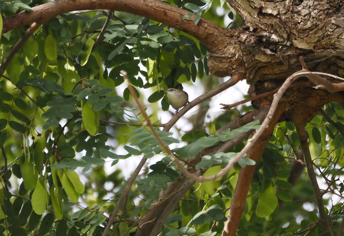 Bewick's Wren - ML642880577