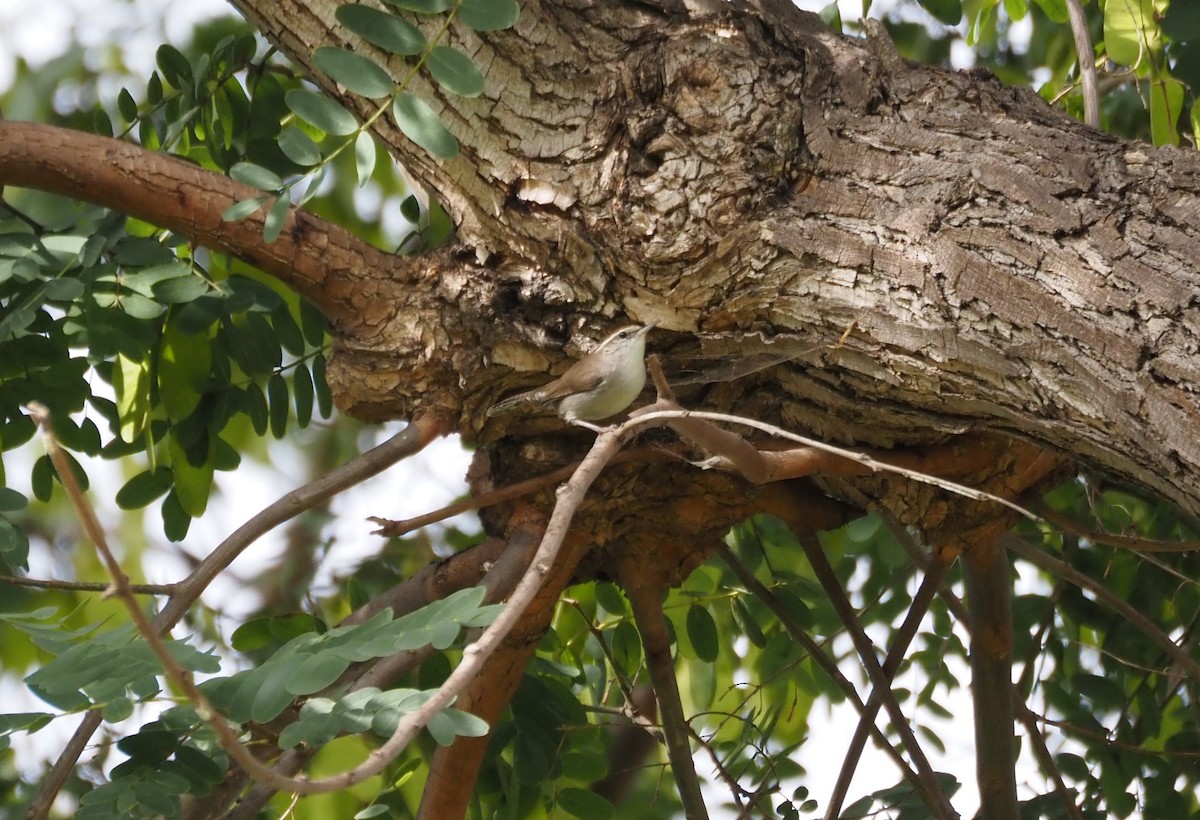 Bewick's Wren - ML642880580