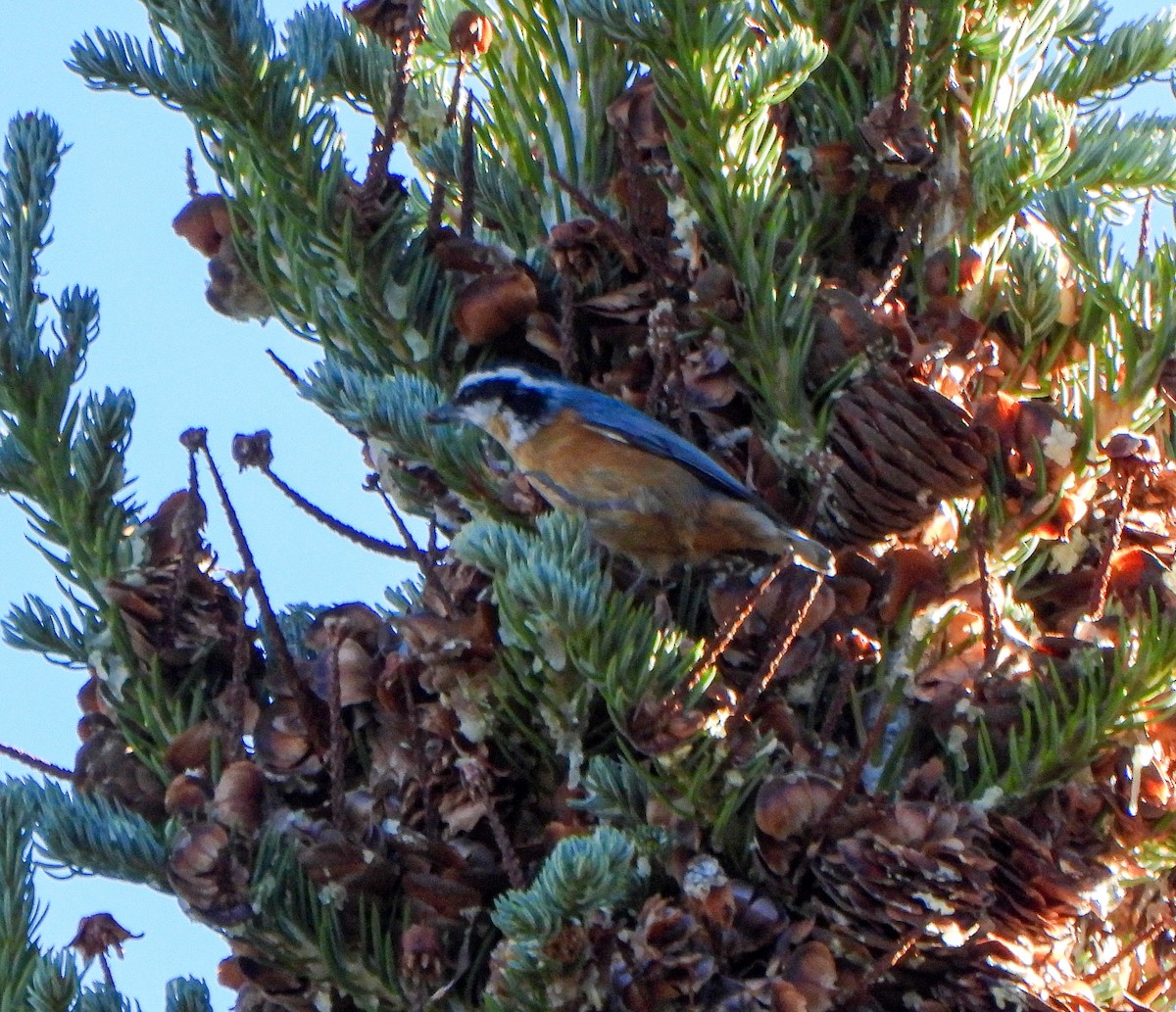 Red-breasted Nuthatch - ML642880586