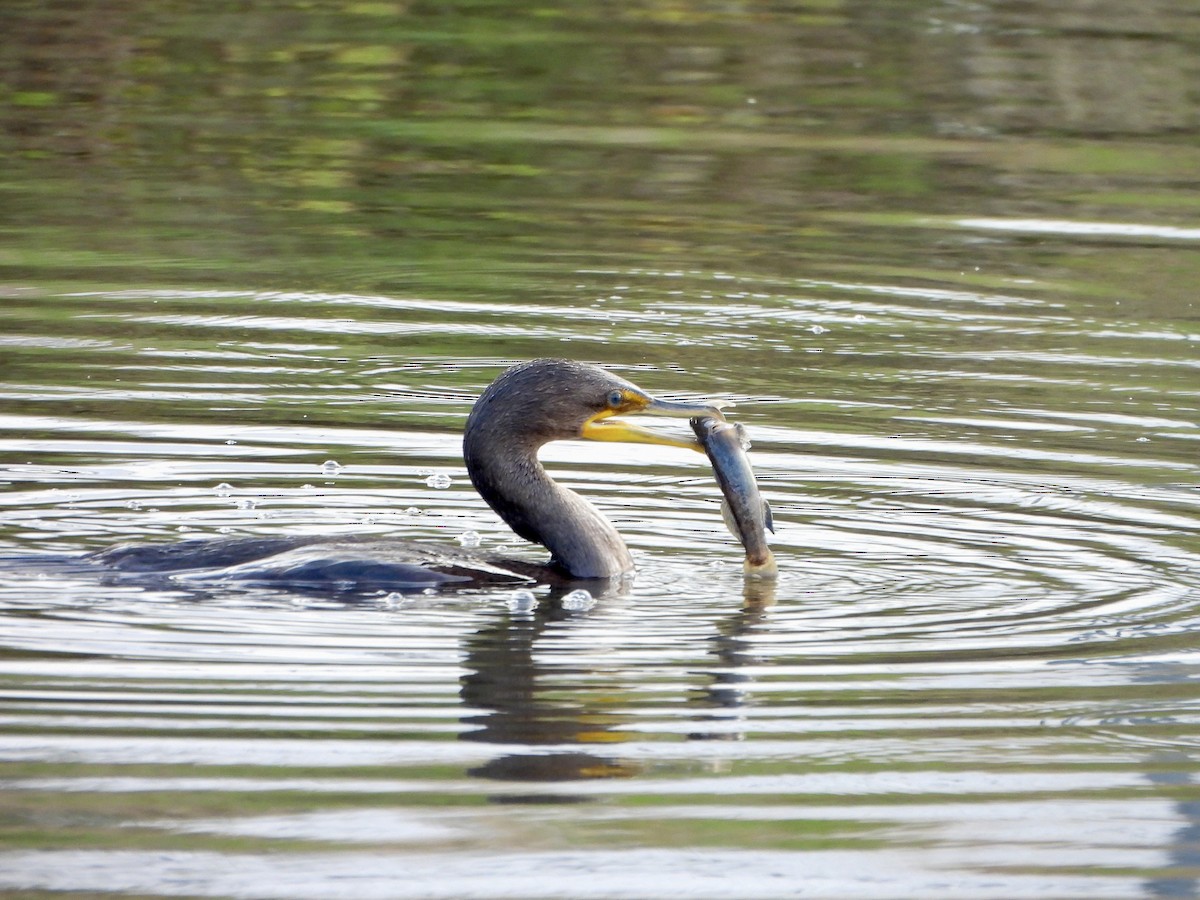 Double-crested Cormorant - ML642880587