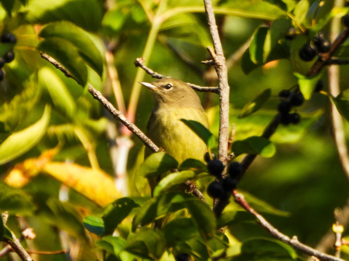 Orange-crowned Warbler - ML642880588