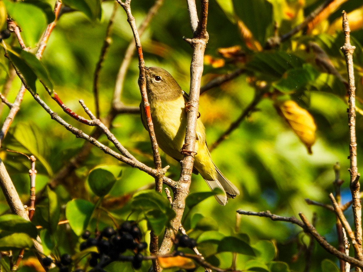 Orange-crowned Warbler - ML642880589