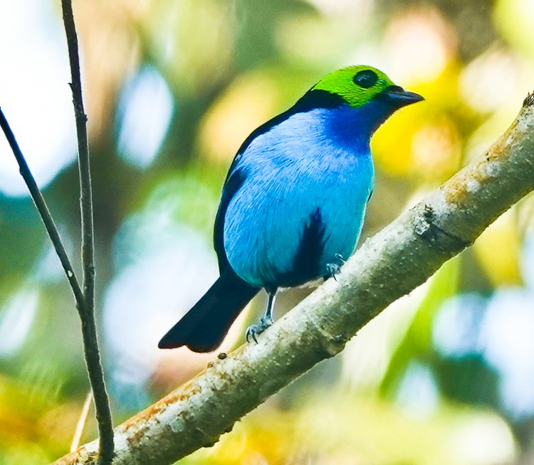 Paradise Tanager - ML642880590