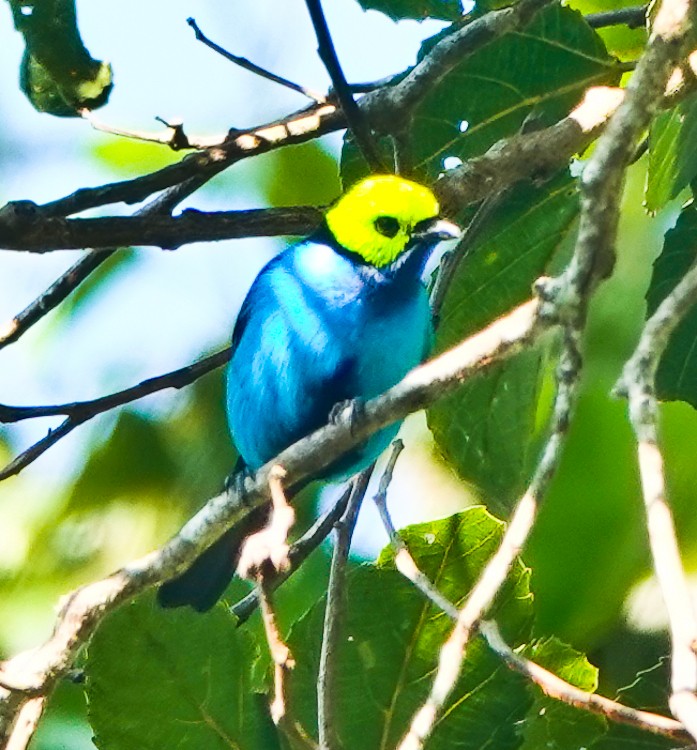 Paradise Tanager - ML642880591