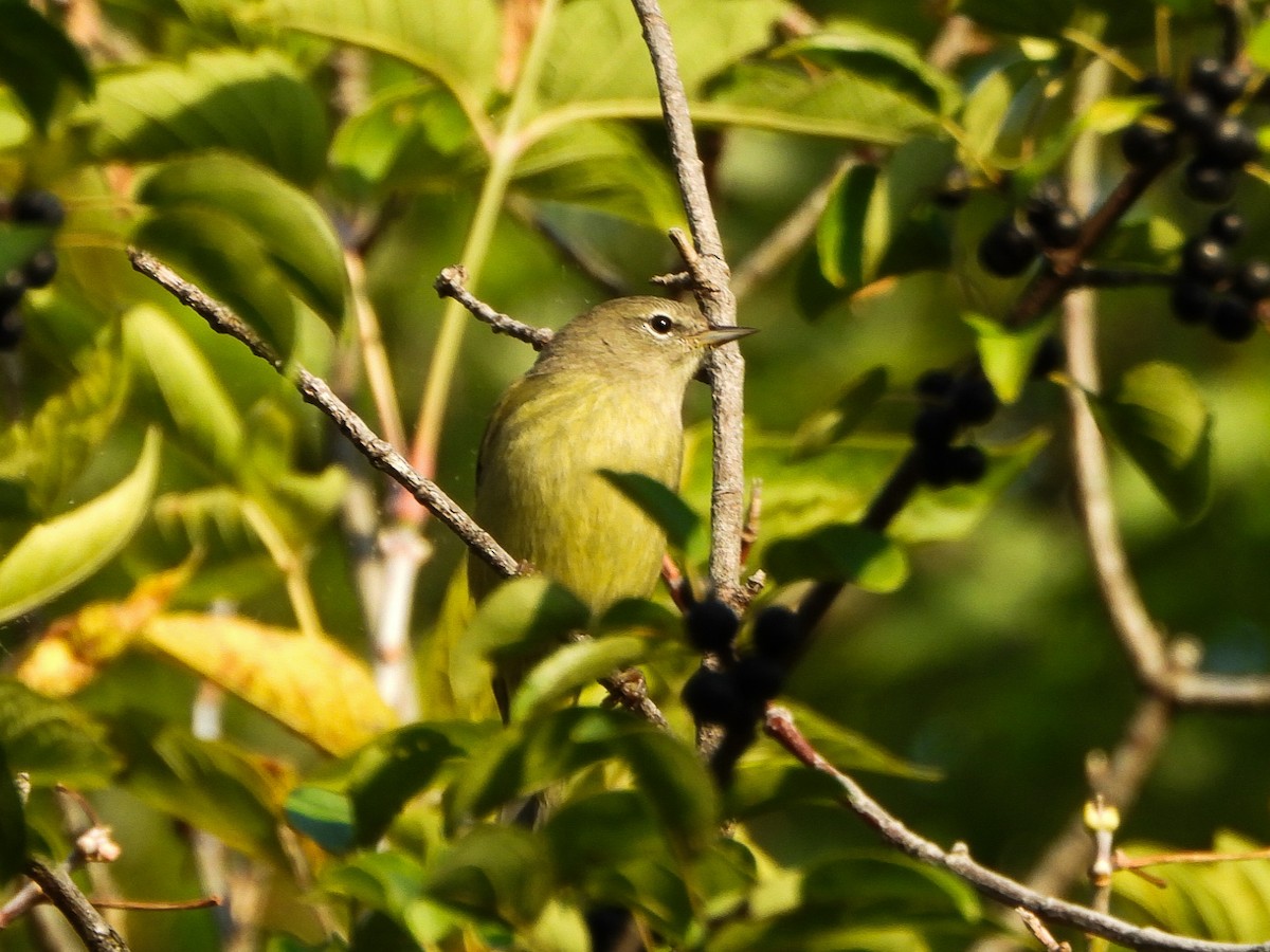 Orange-crowned Warbler - ML642880592