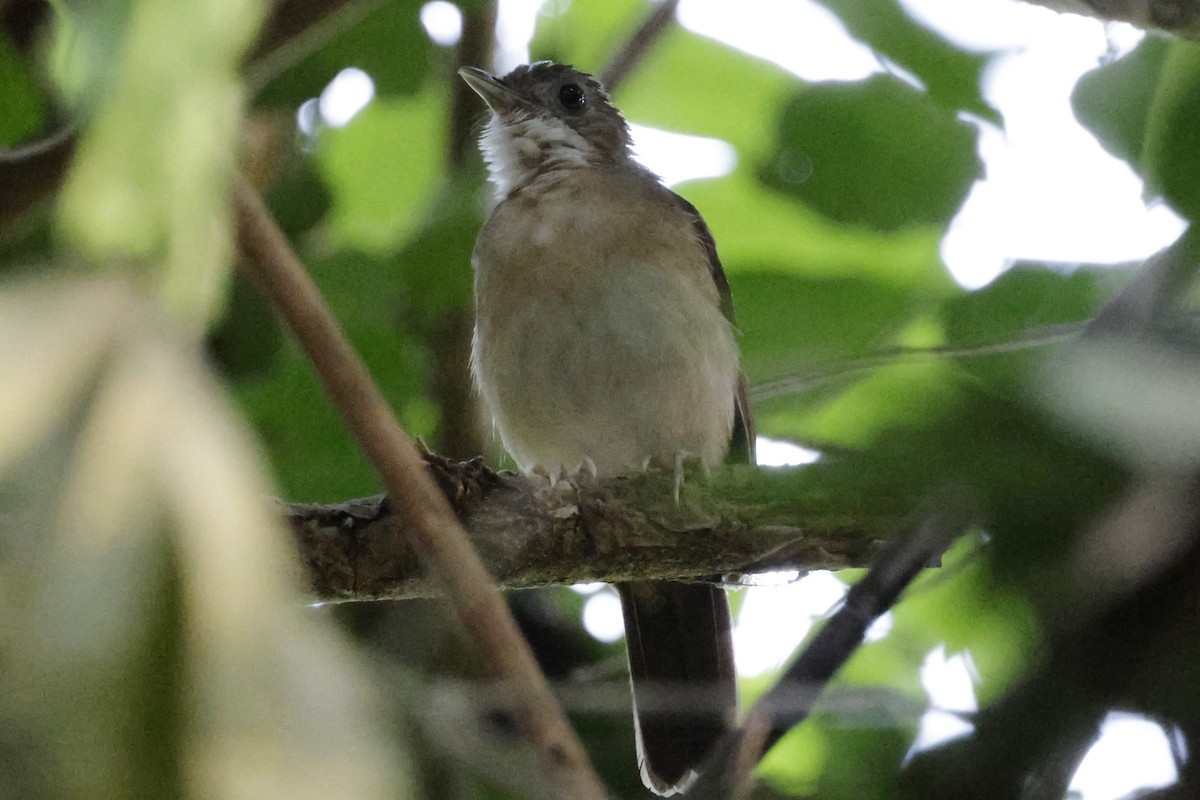 Puvel's Illadopsis - ML642880593