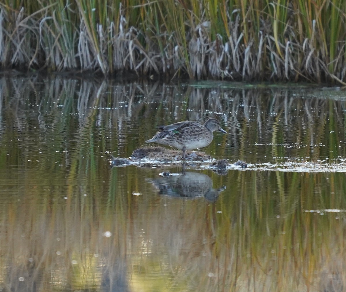 Green-winged Teal - ML642880595