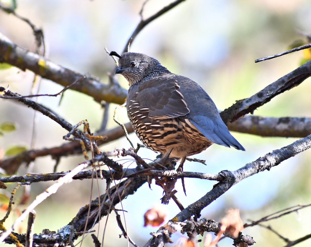 California Quail - ML642880598
