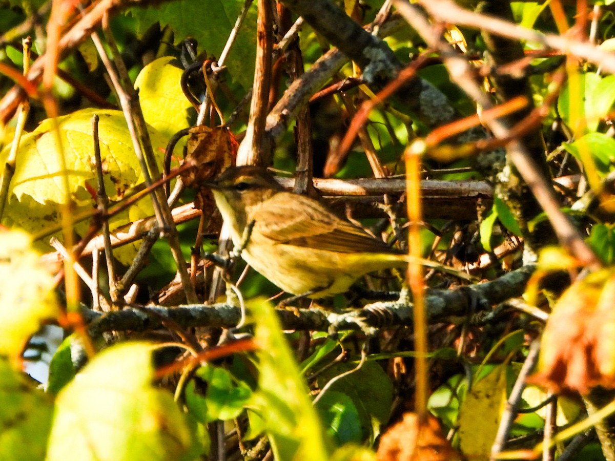 Palm Warbler - ML642880600