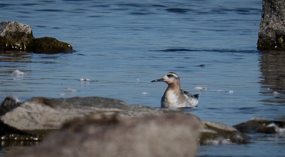 Red Phalarope - ML642880601