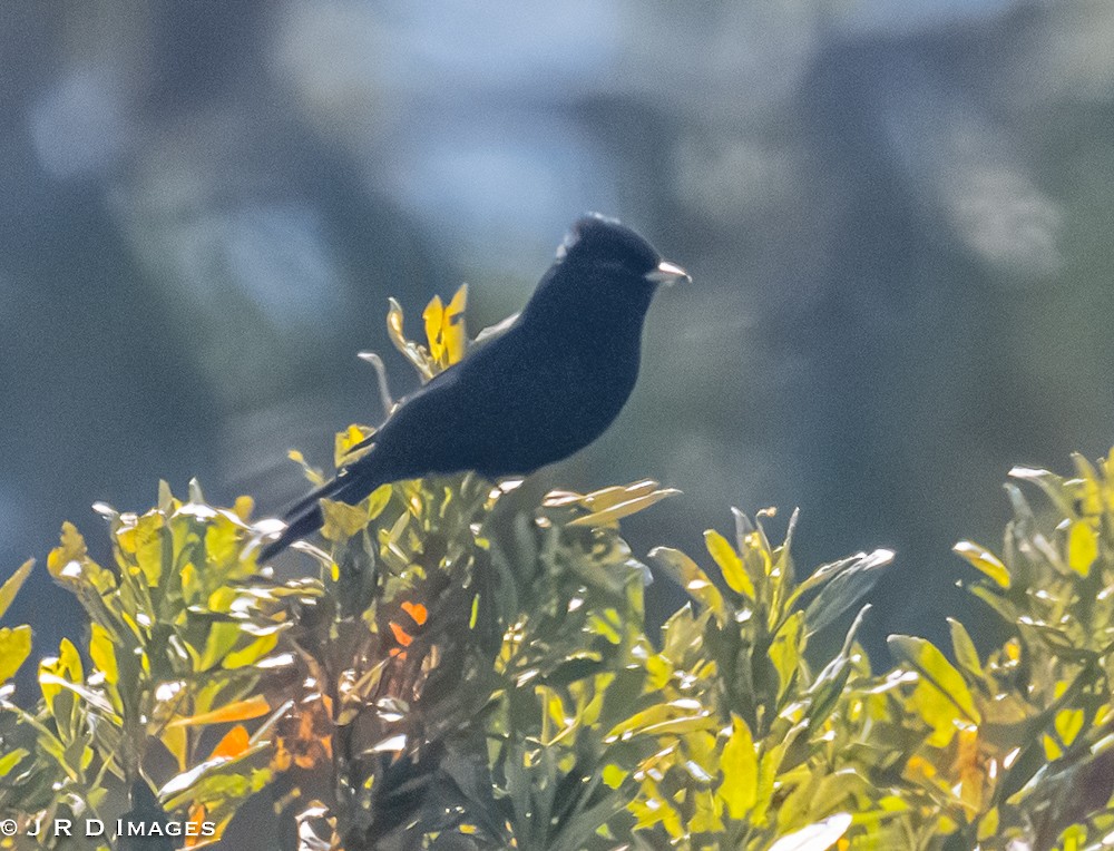 Velvety Black-Tyrant - ML642880602