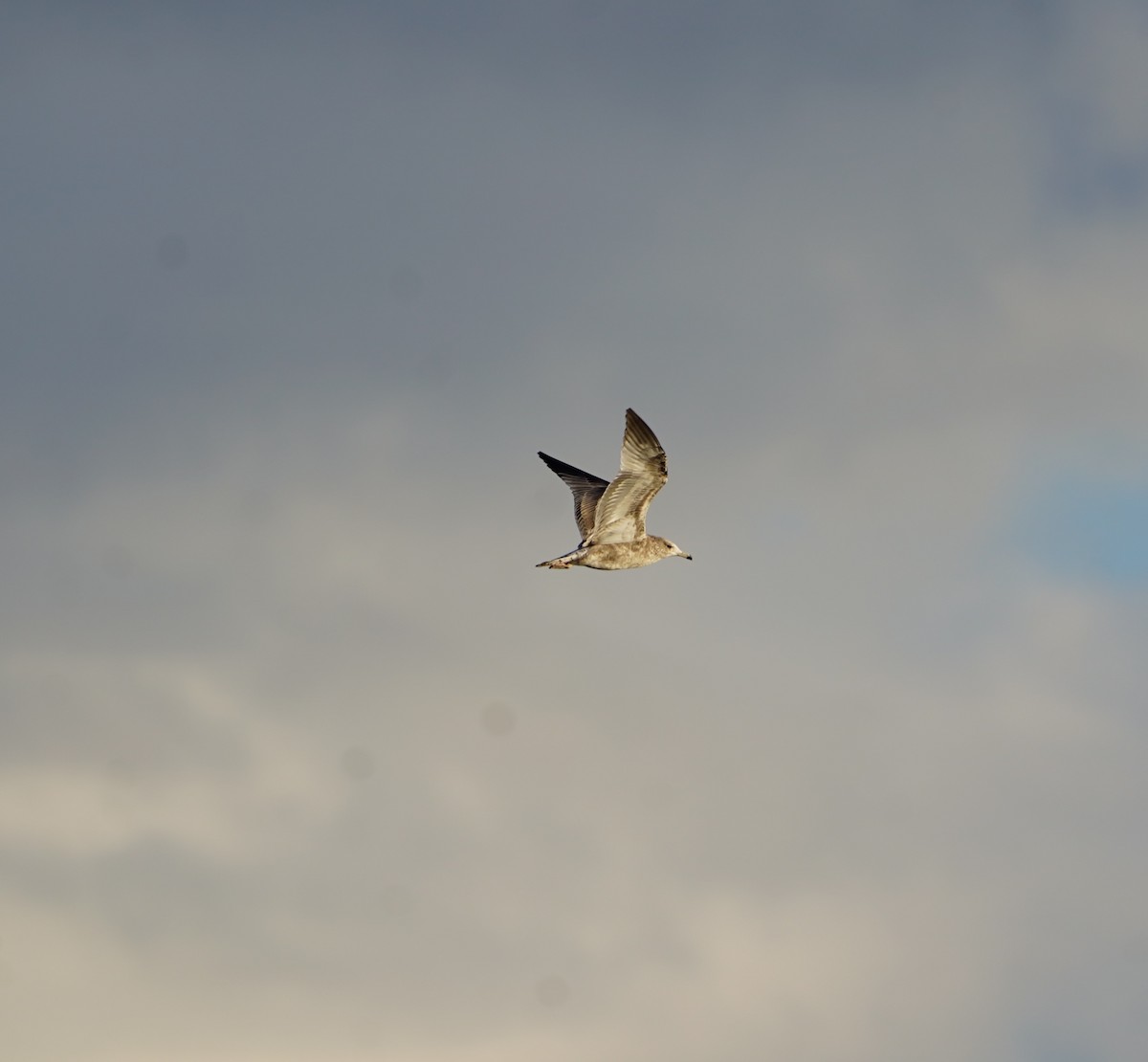 California Gull - ML642880608