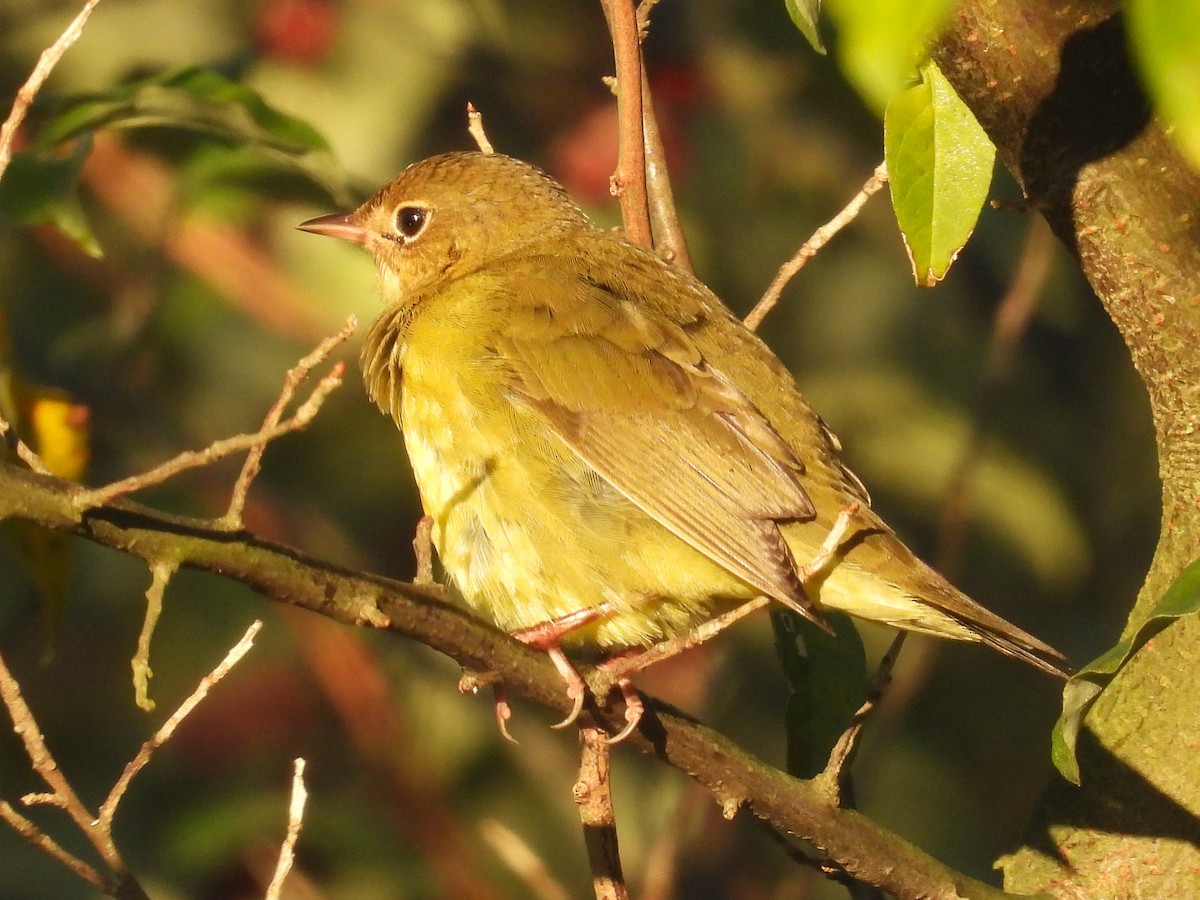 Connecticut Warbler - ML642880609