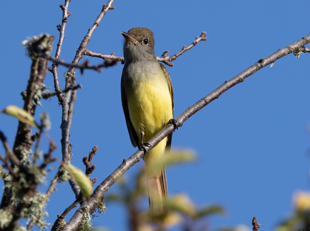 Great Crested Flycatcher - ML642880617