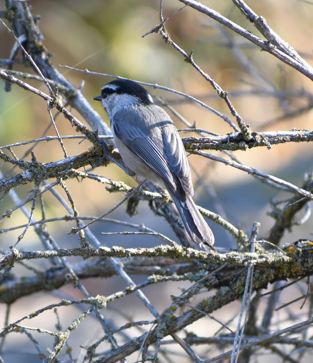 Mountain Chickadee - ML642880621