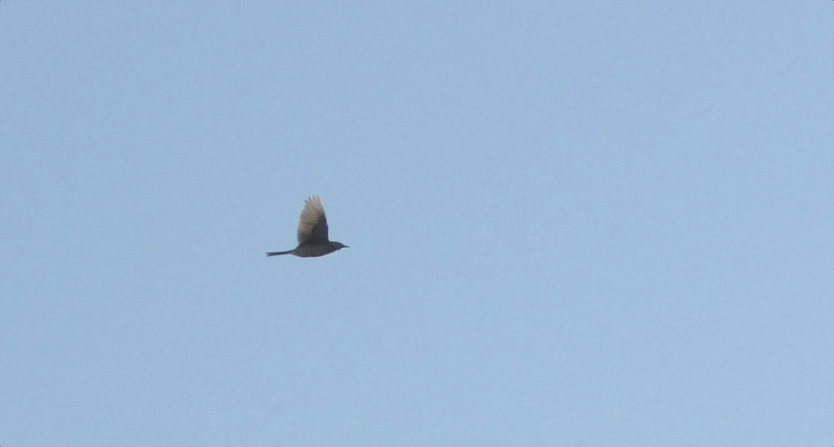 Richard's Pipit - ML642880624