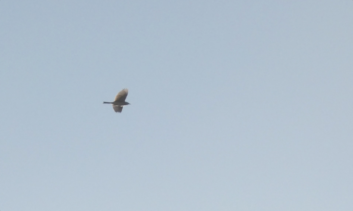 Richard's Pipit - ML642880626