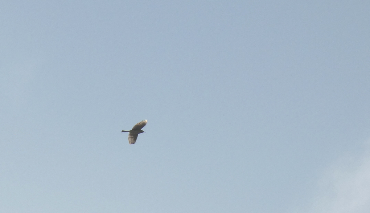 Richard's Pipit - ML642880627