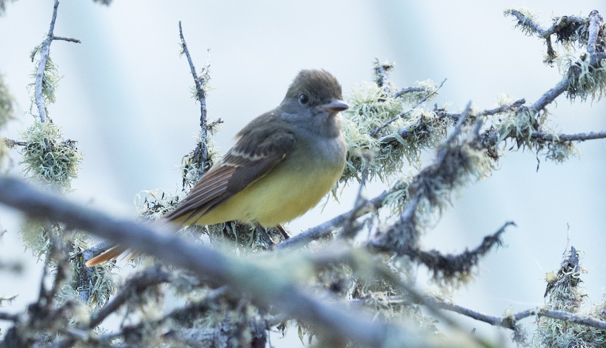 Great Crested Flycatcher - ML642880635