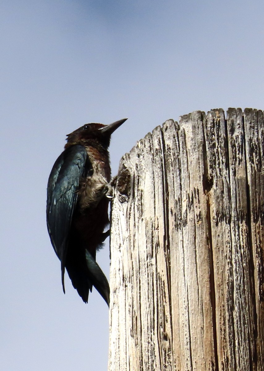 Lewis's Woodpecker - ML642880678