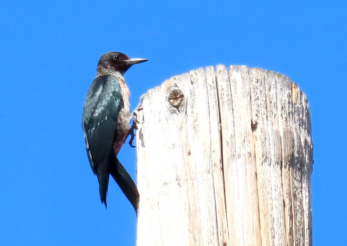 Lewis's Woodpecker - ML642880679