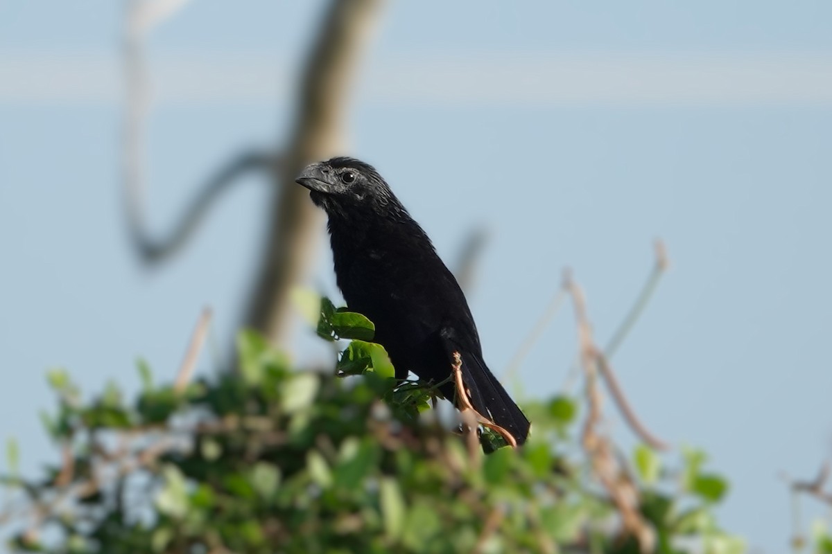 Groove-billed Ani - ML642880687