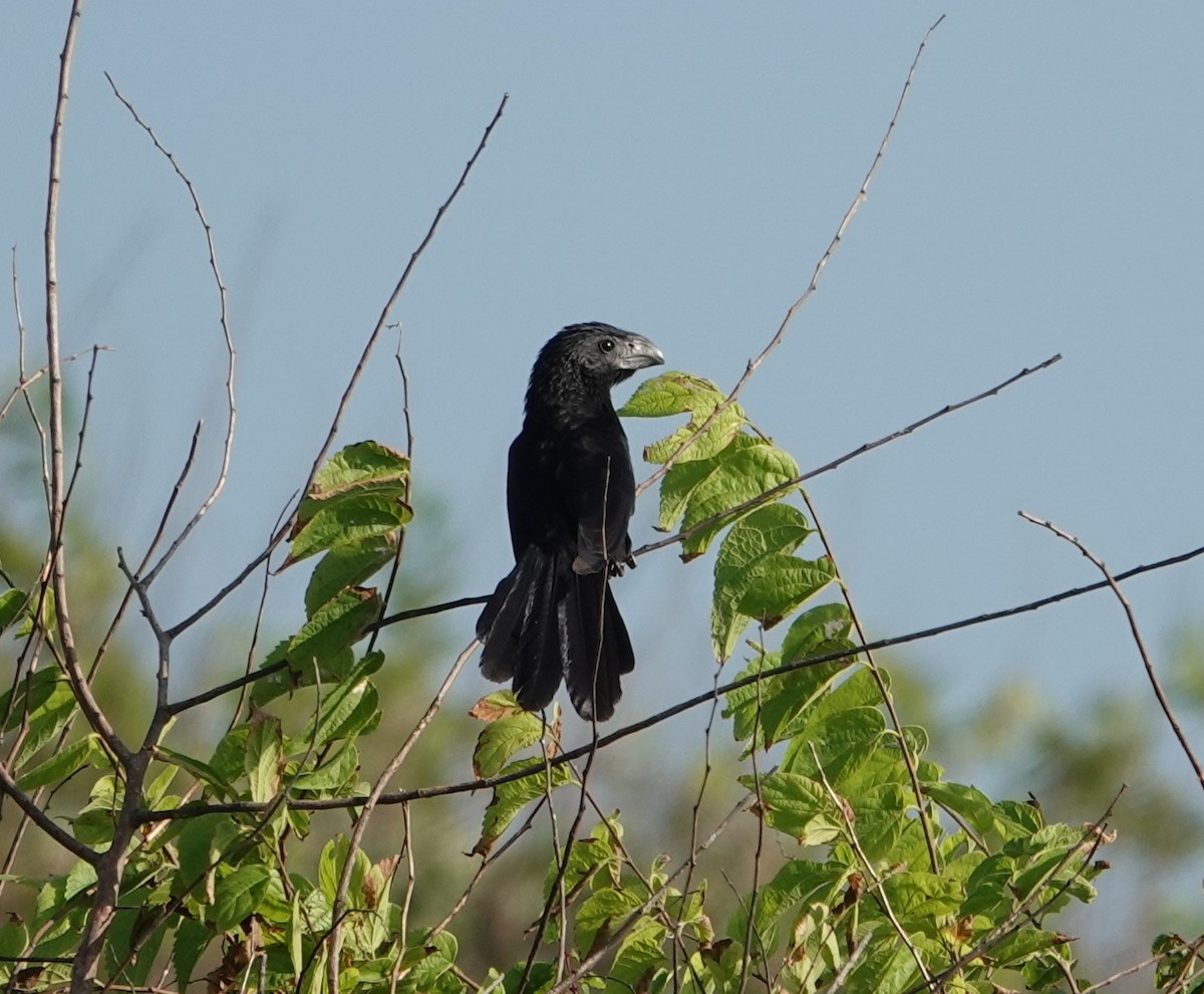 Groove-billed Ani - ML642880688