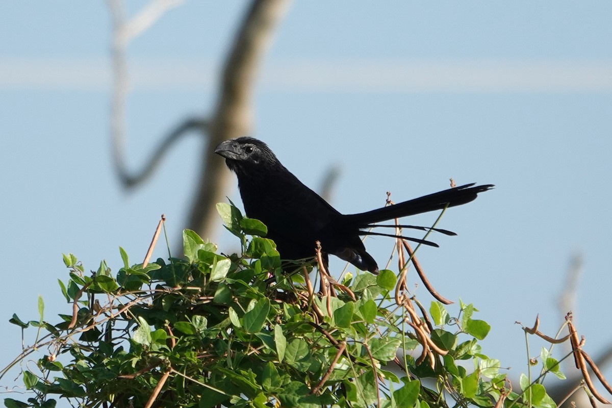 Groove-billed Ani - ML642880690