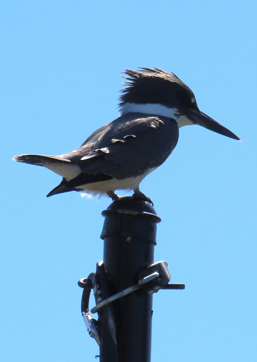 Belted Kingfisher - ML642880694