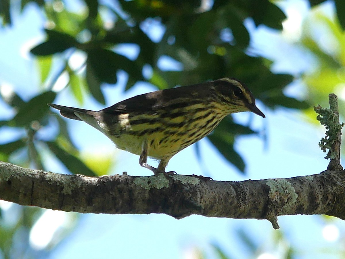 Northern Waterthrush - ML642880700