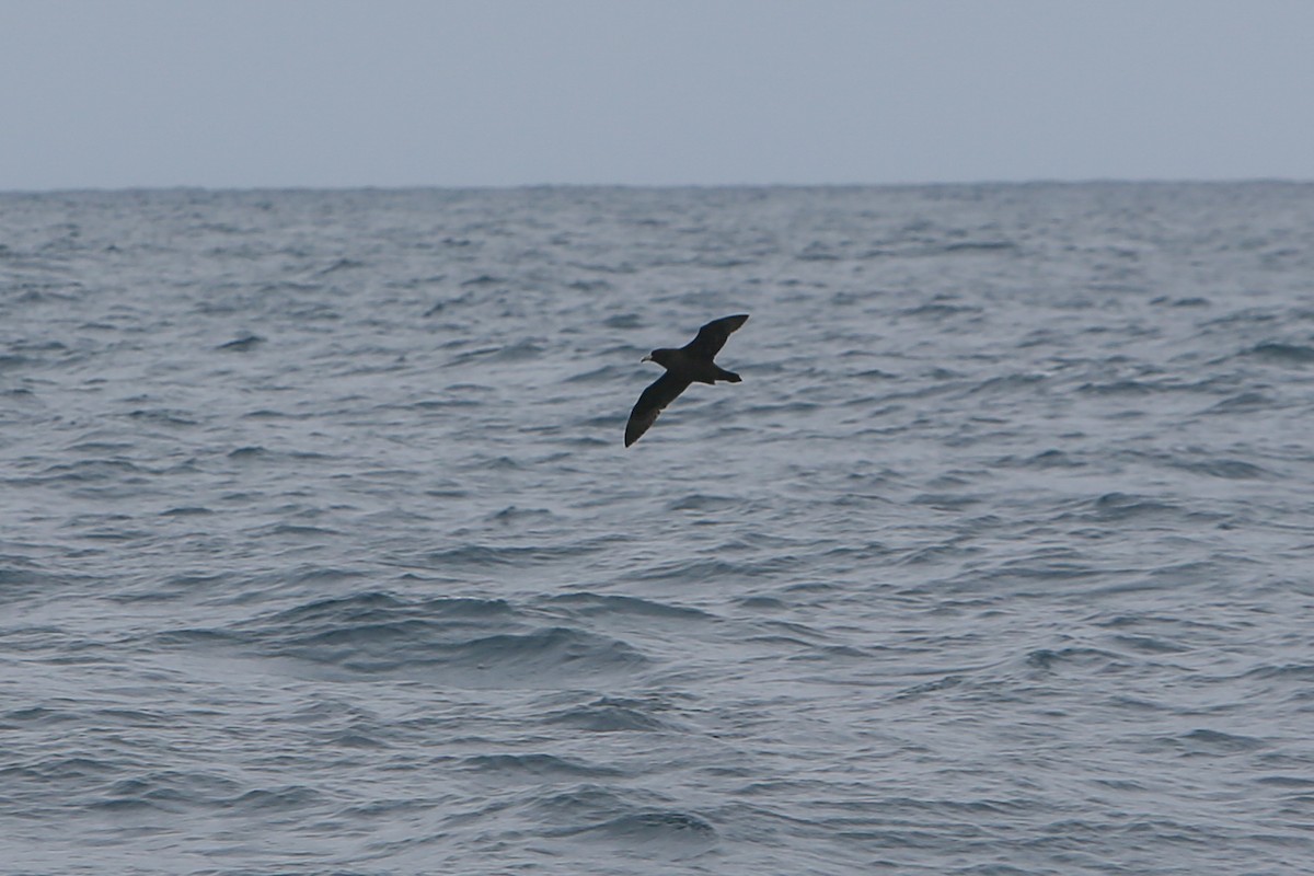 White-chinned Petrel - ML642880706