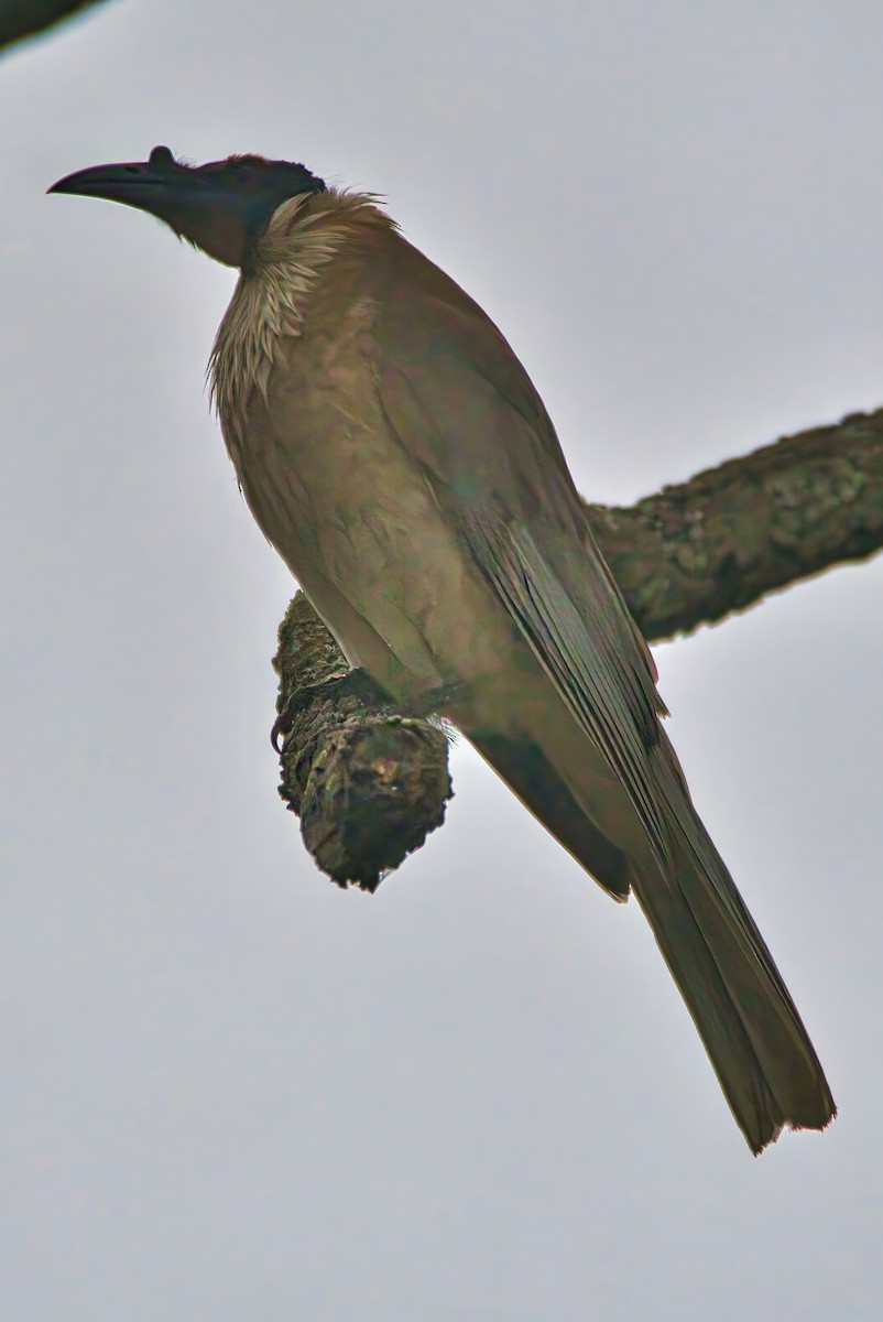Noisy Friarbird - ML642880717