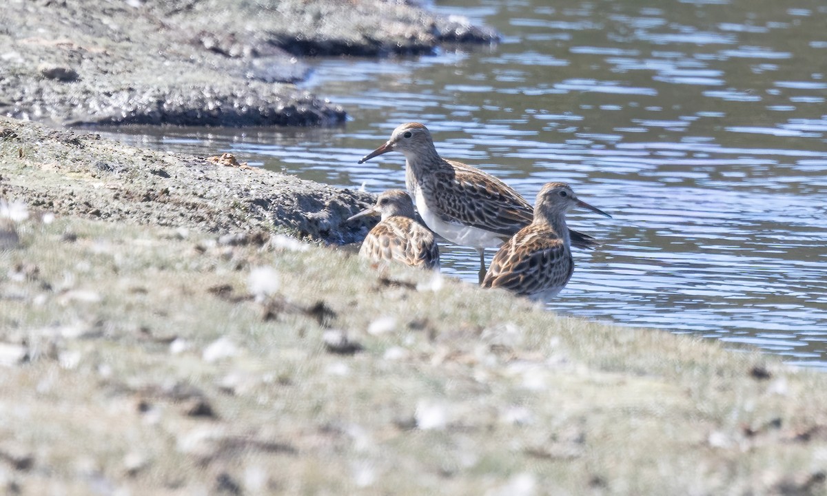 Bécasseau à poitrine cendrée - ML642880719