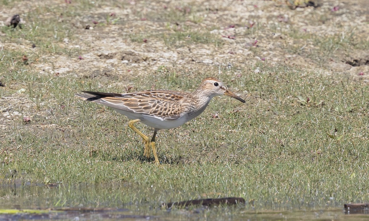 Bécasseau à poitrine cendrée - ML642880724