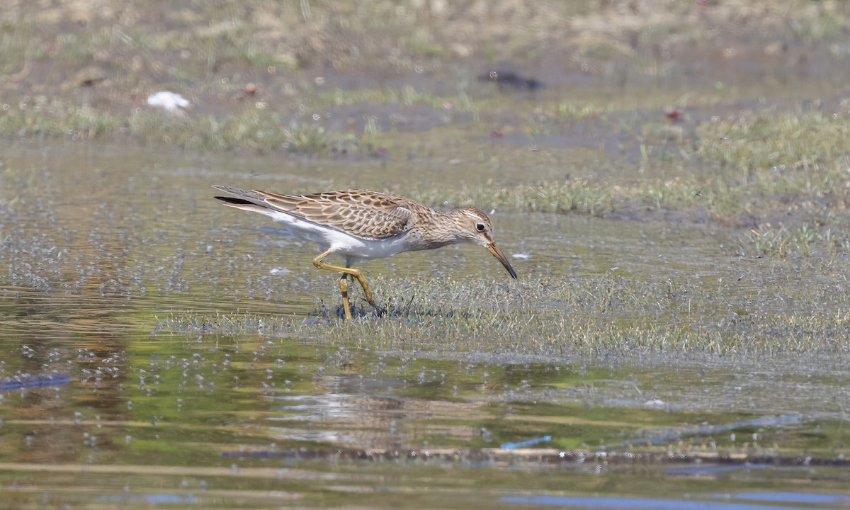 Bécasseau à poitrine cendrée - ML642880725
