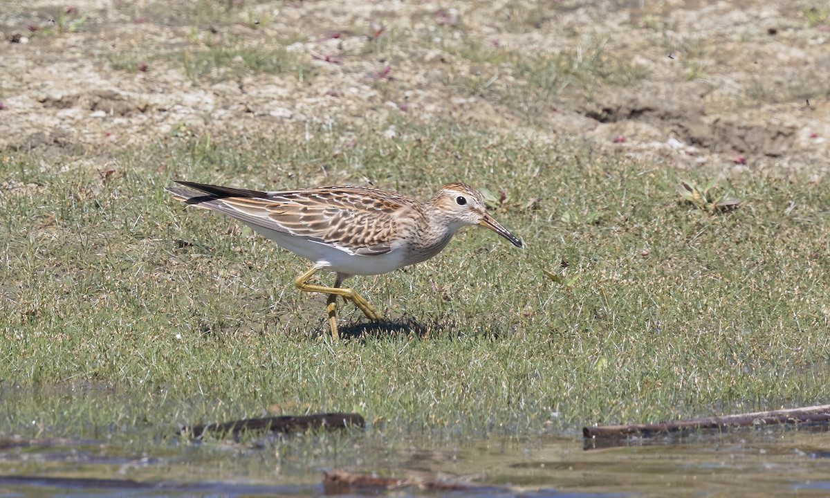 Bécasseau à poitrine cendrée - ML642880726